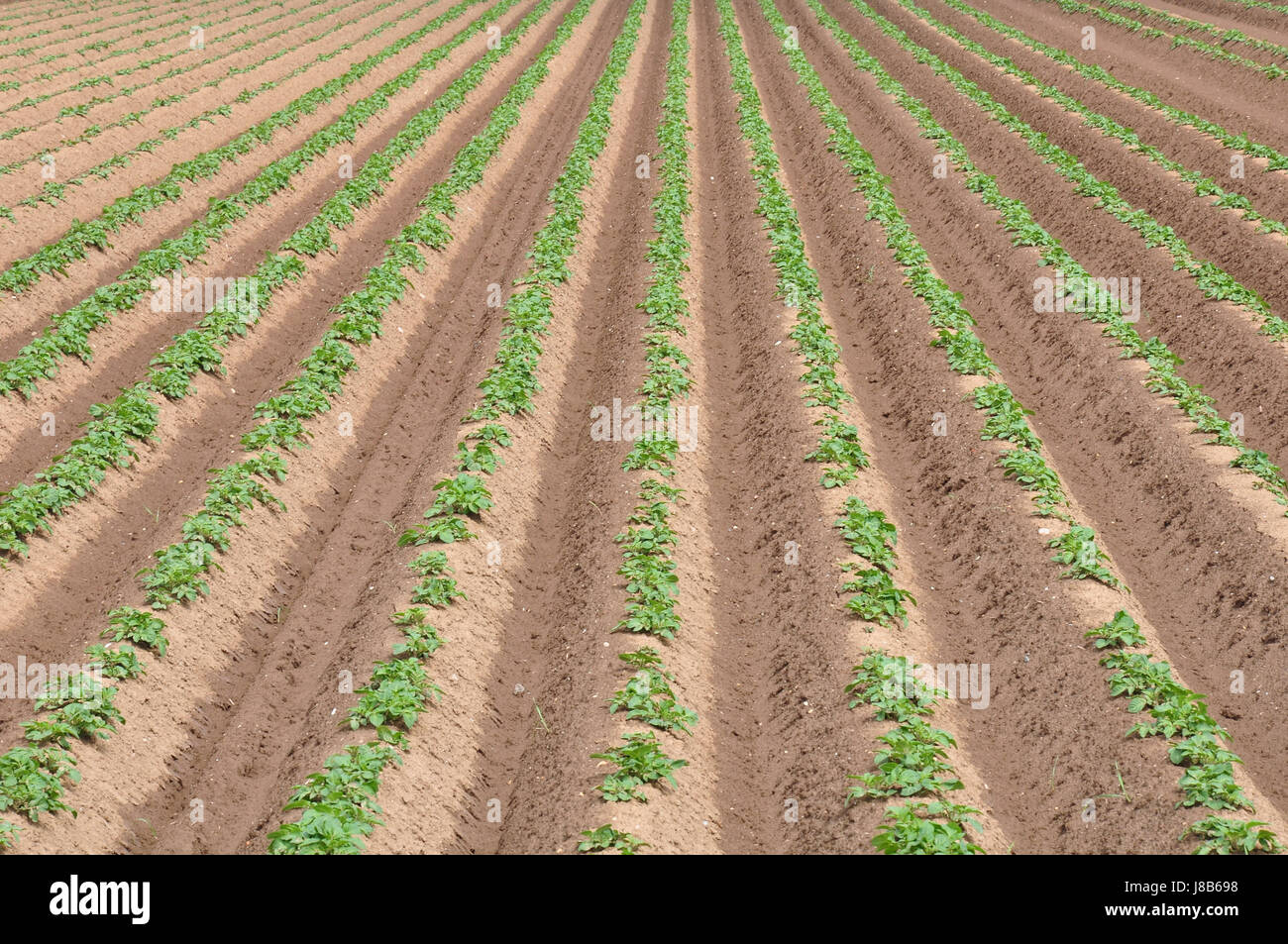plant, agriculture, farming, field, acre, cultivation, array, potato growing Stock Photo Alamy