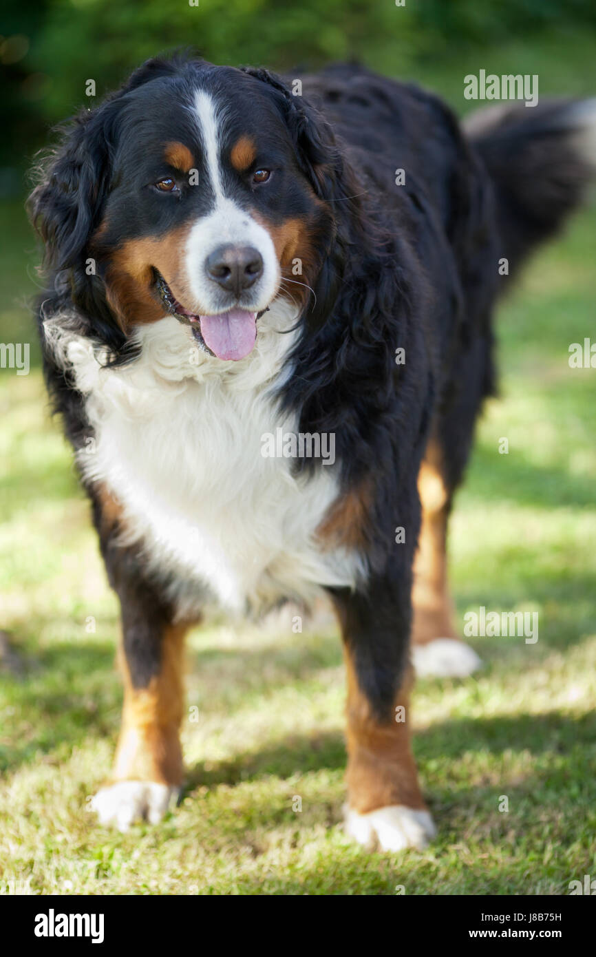 Animal Pet Mammal Switzerland Dog Swiss Mountain Big Large