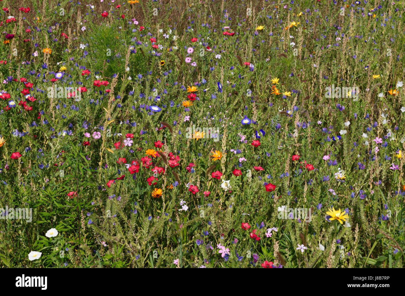 coloured, colourful, gorgeous, multifarious, richly coloured, flower, flowers, Stock Photo