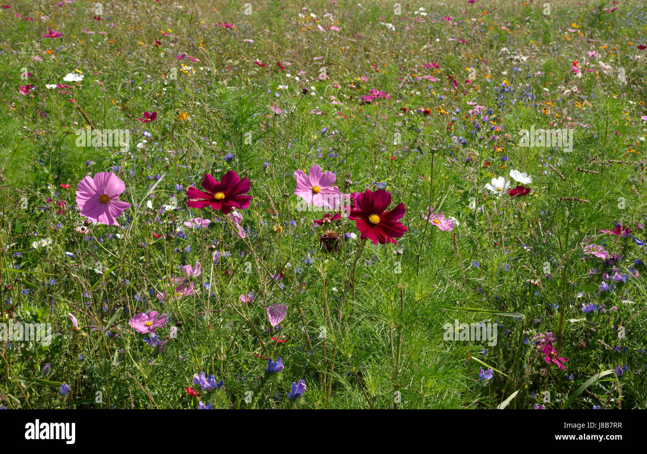 coloured, colourful, gorgeous, multifarious, richly coloured, flower, flowers, Stock Photo