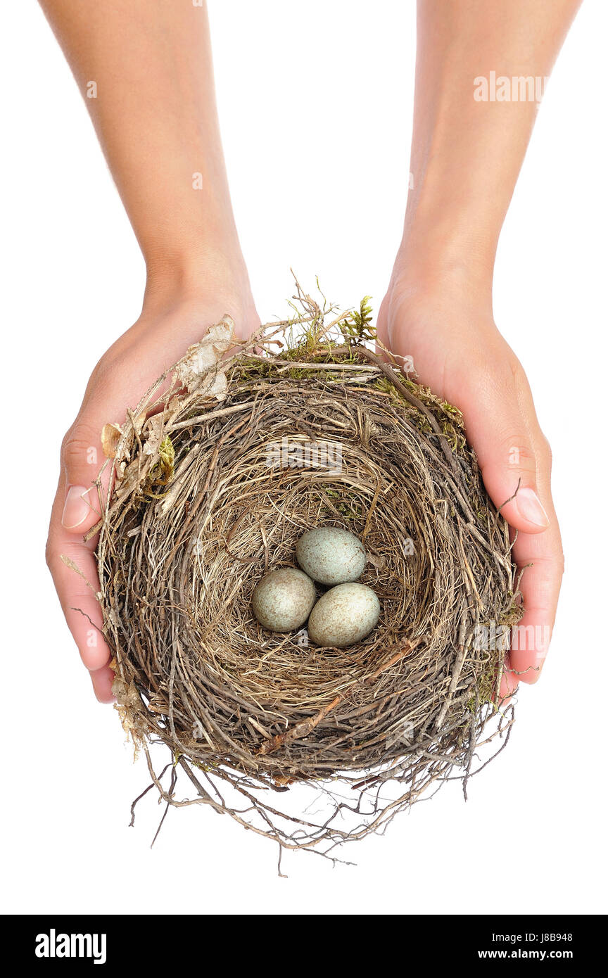 hand, hands, isolated, bird, nest, hold, possession, holding, woman, close, Stock Photo
