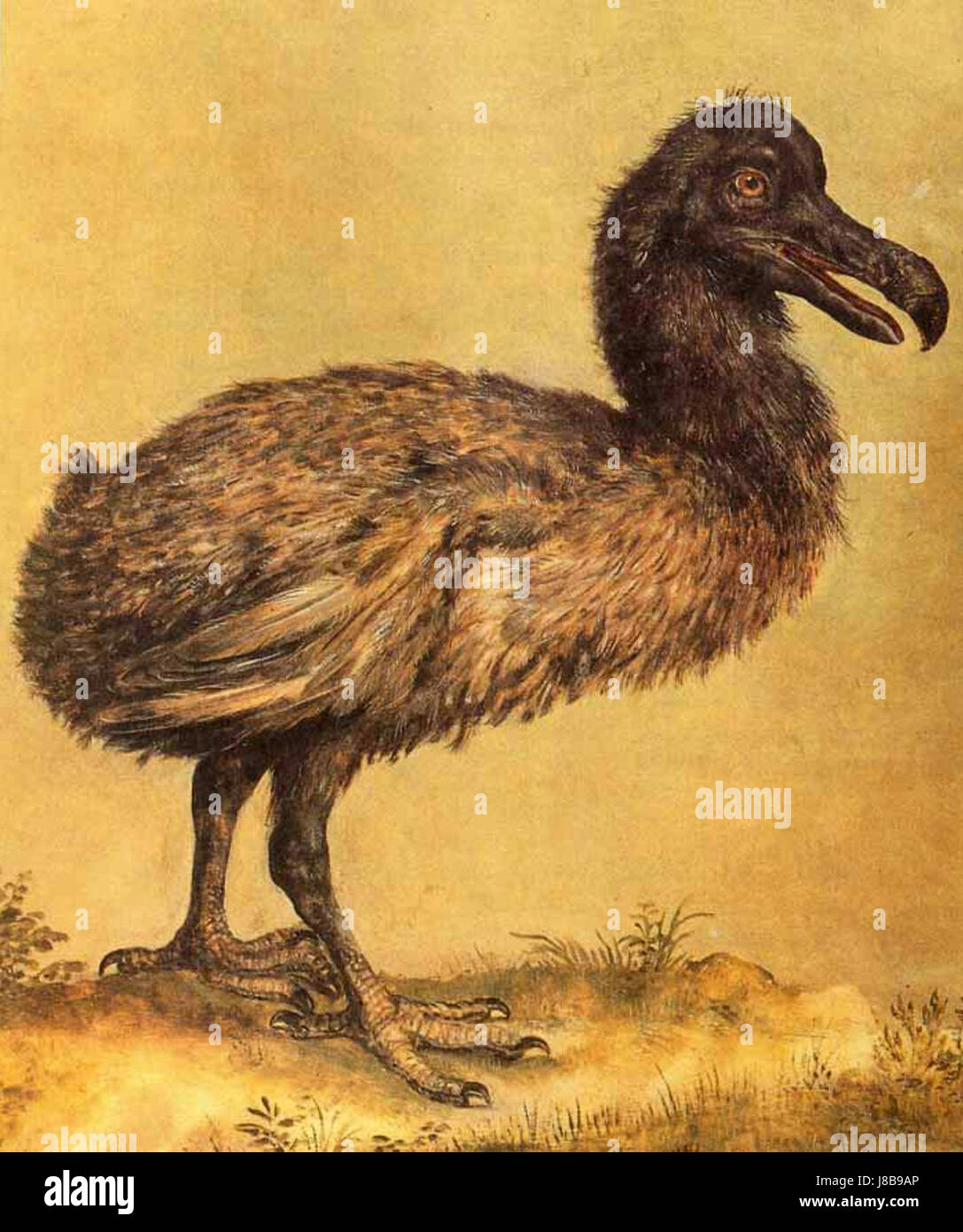 An illustration of a dodo by the artist Hoefnagel, depicting the now ...