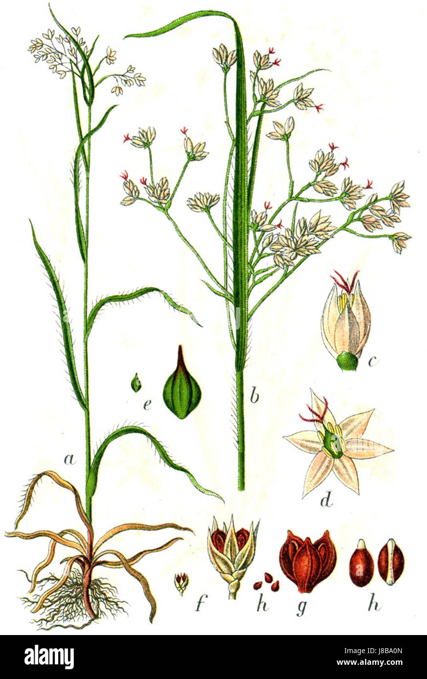 Luzula species (commonly known as woodrushes) are perennial plants that ...