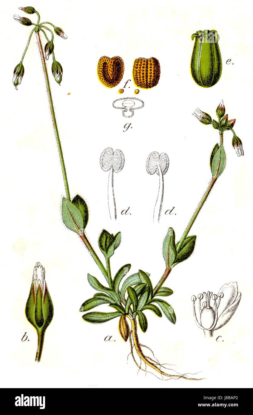 Holosteum umbellatum Sturm4 Stock Photo