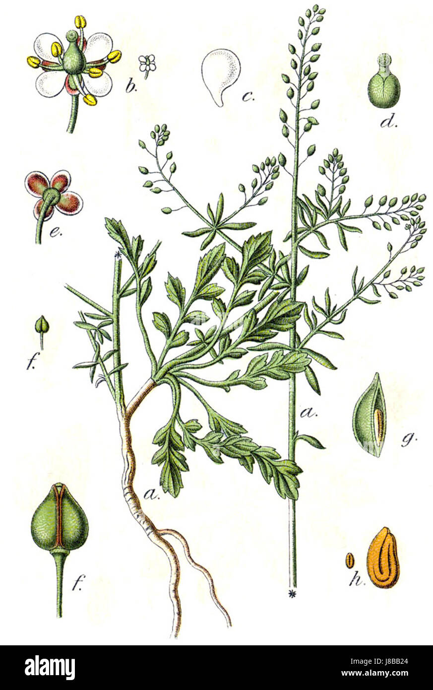 Lepidium graminifolium Sturm22 Stock Photo