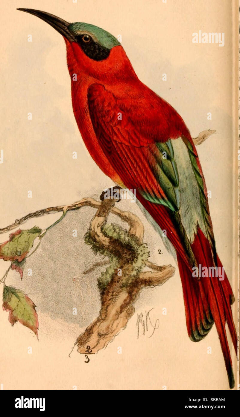 Merops nubicoides 1884 Stock Photo - Alamy