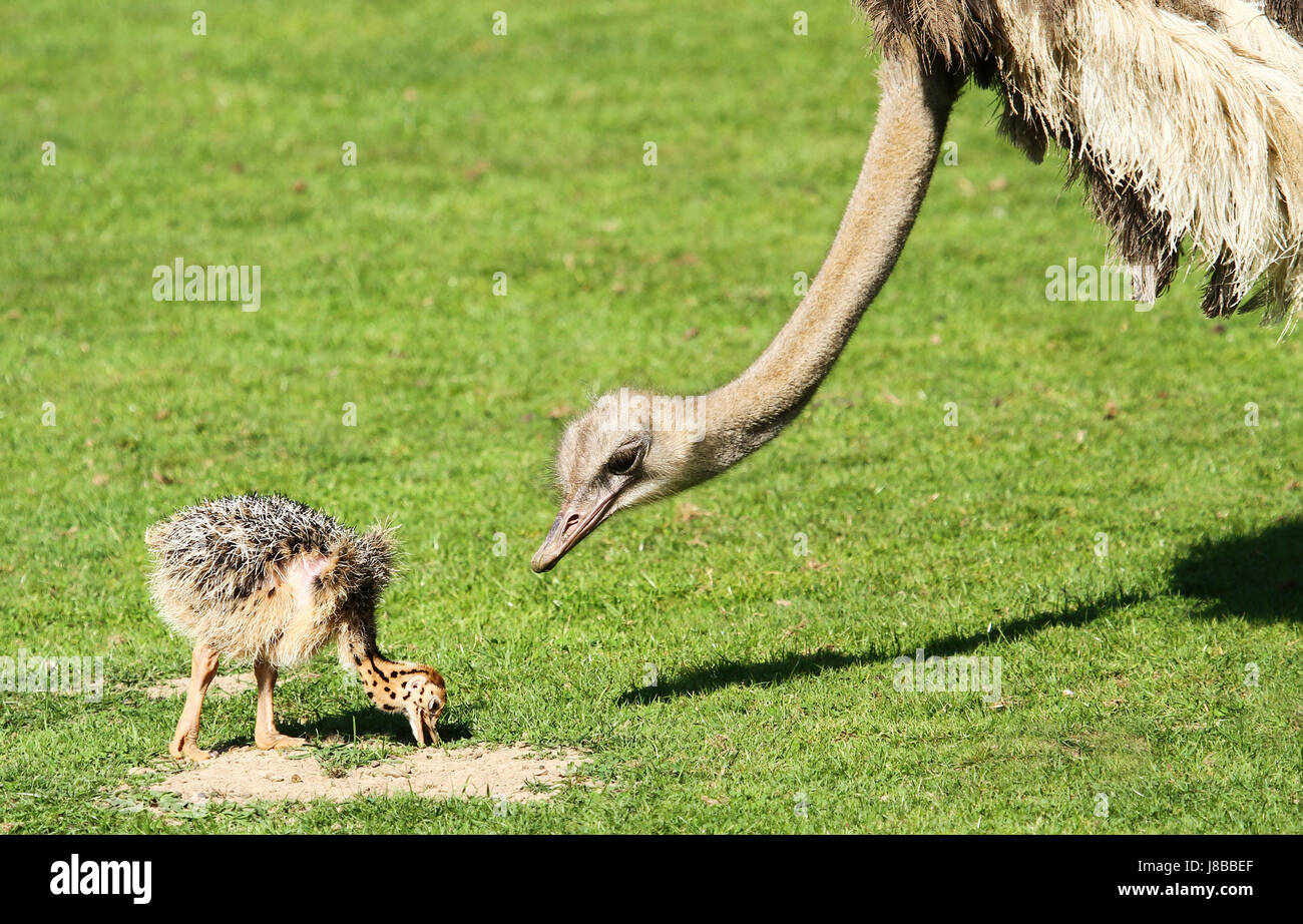 bird, africa, birds, offspring, ostrich, chick, cursorial birds ...