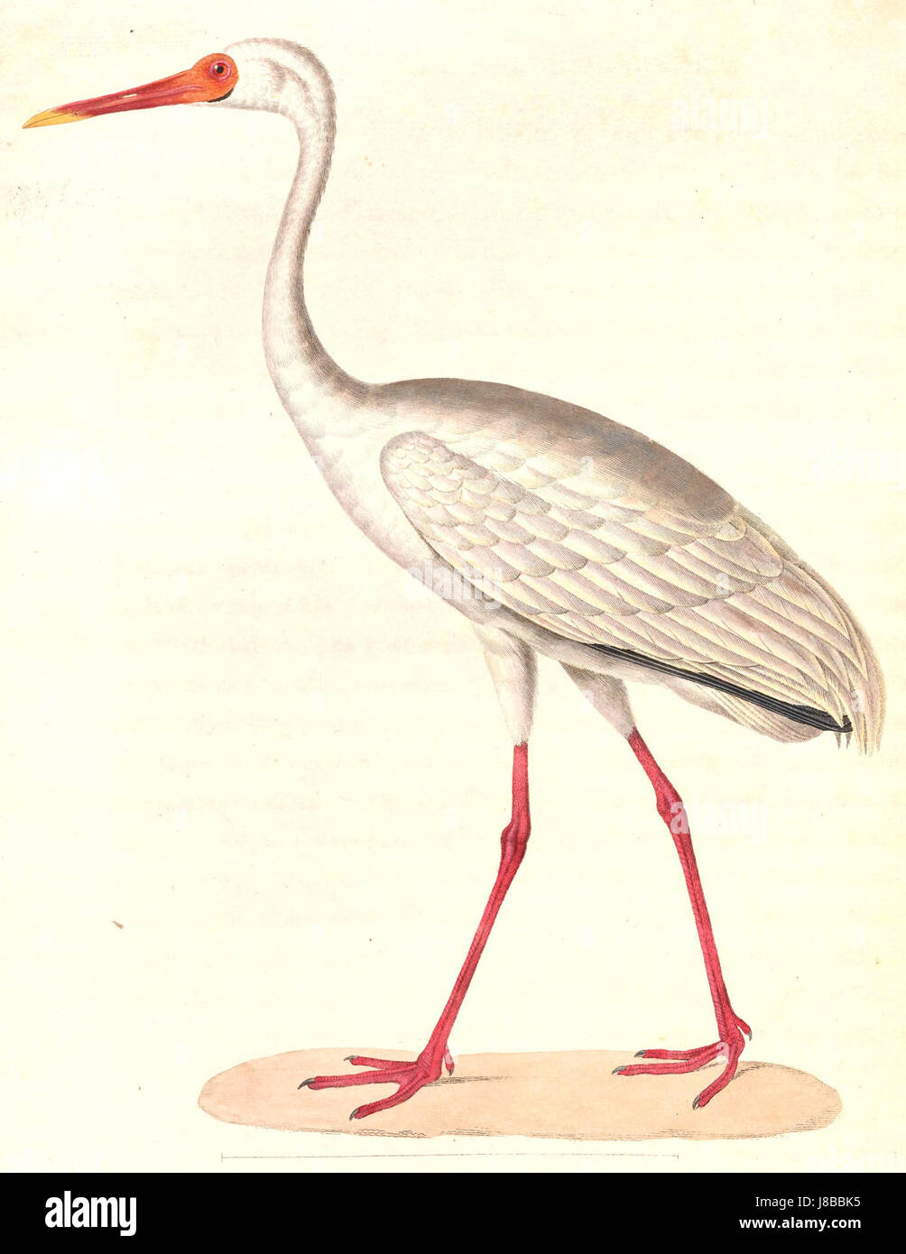 Grus leucogeranus, also known as the Siberian crane, is a large ...