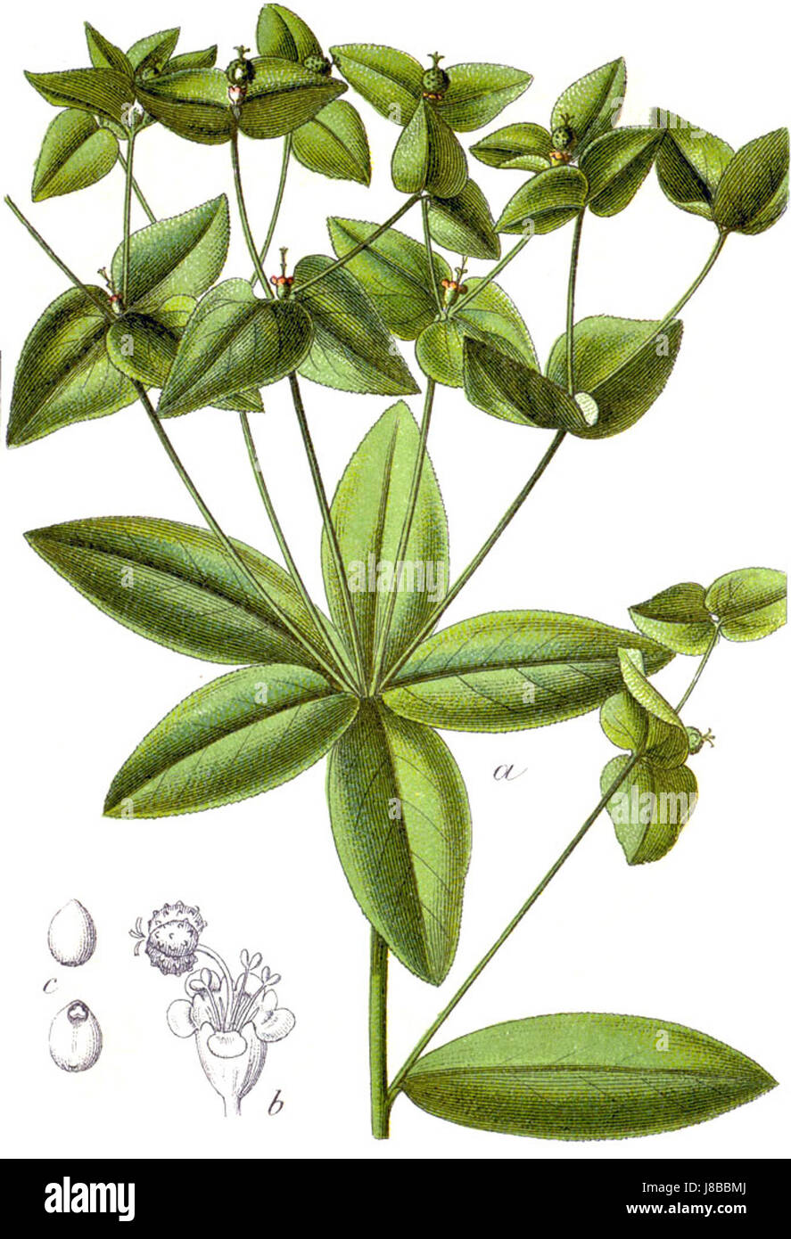 Euphorbia dulcis Sturm28 Stock Photo