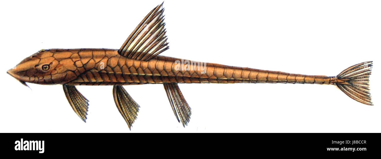 Loricariichthys castaneus Stock Photo