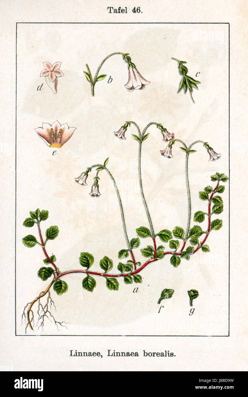 Linnaea borealis, also known as twinflower, is a small perennial plant native to the northern hemisphere. It was first described by botanist Jacob Sturm. Stock Photo