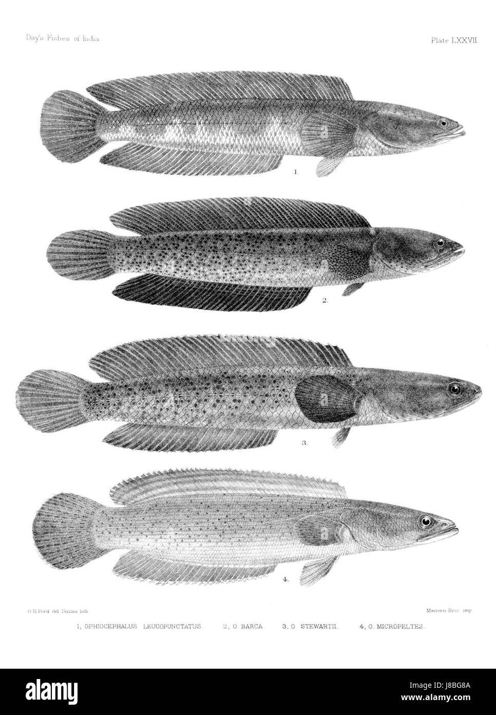 'Fishes of India' is a comprehensive atlas detailing various species of ...