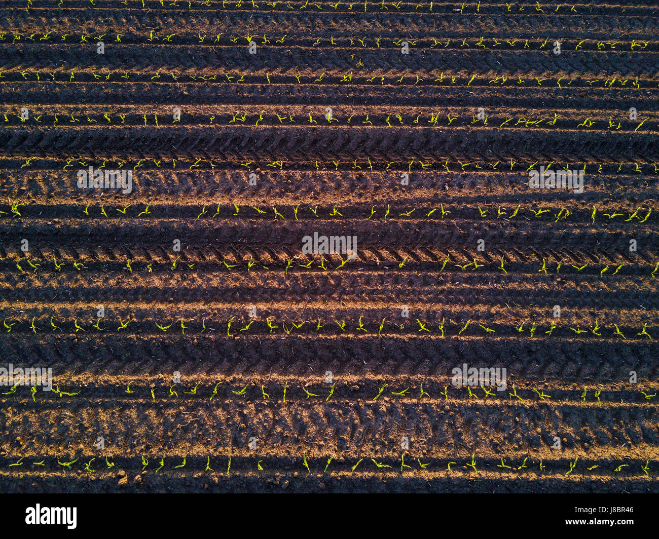 Top view of corn field furrows, aerial view of cultivated maize crops from a drone pov Stock Photo