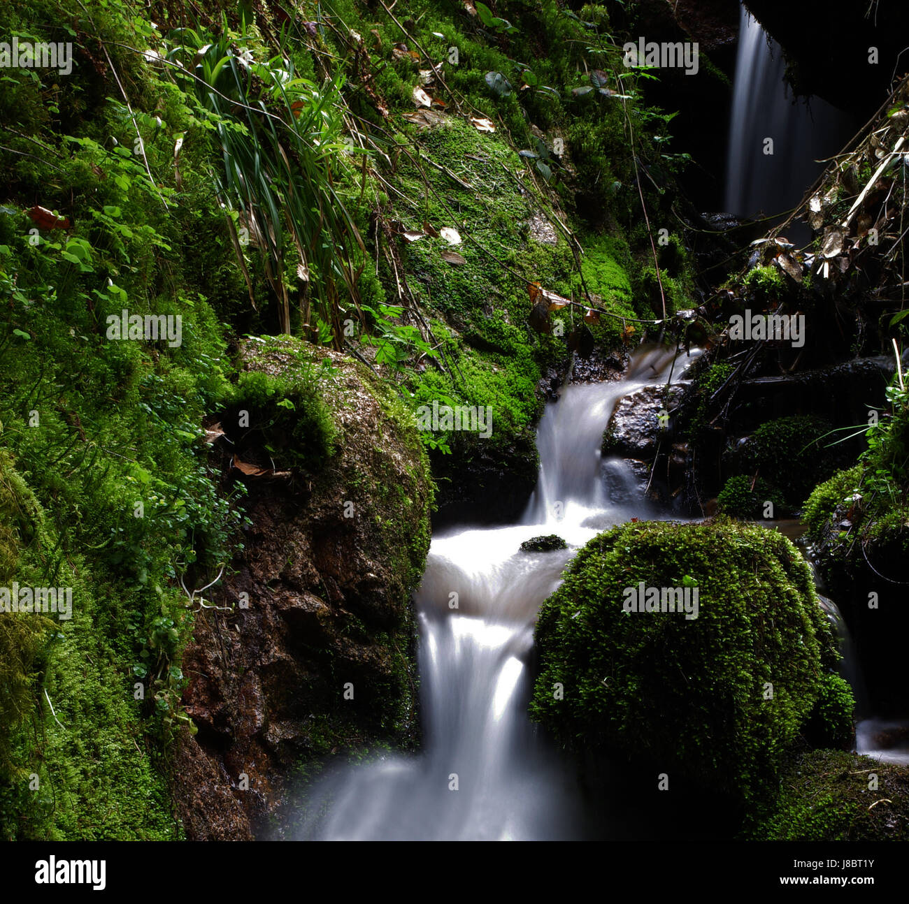 Torrent, Stream, Torrent, Black Forest, Fairyland, Current Of The.