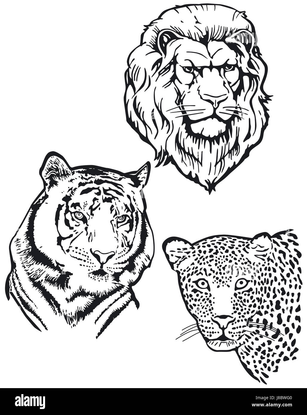 animal, wild, lion, cat, big cat, feline predator, tiger, blank, european, Stock Photo