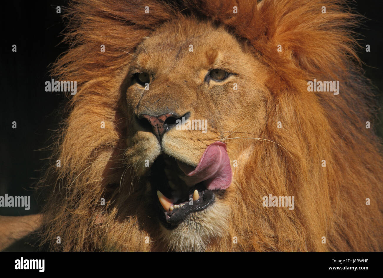 hunger, africa, lion, cat, big cat, feline predator, hairs, mane, lick, Stock Photo