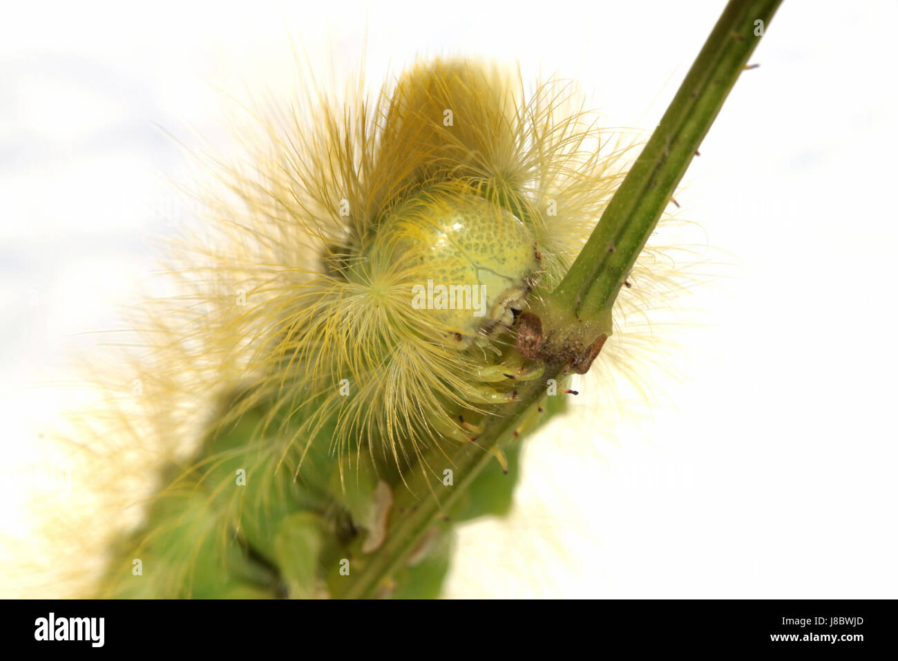 insect, butterfly, hairy, haired, caterpillar, varmint, screwball, Stock Photo