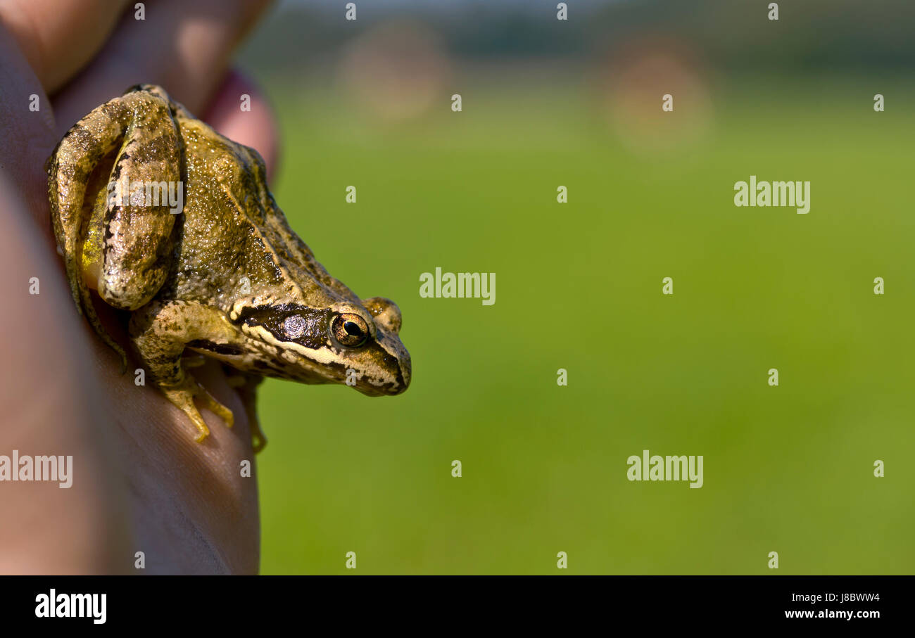green, meadow, grass, lawn, blue, green, frog, meadow, firmament, sky ...