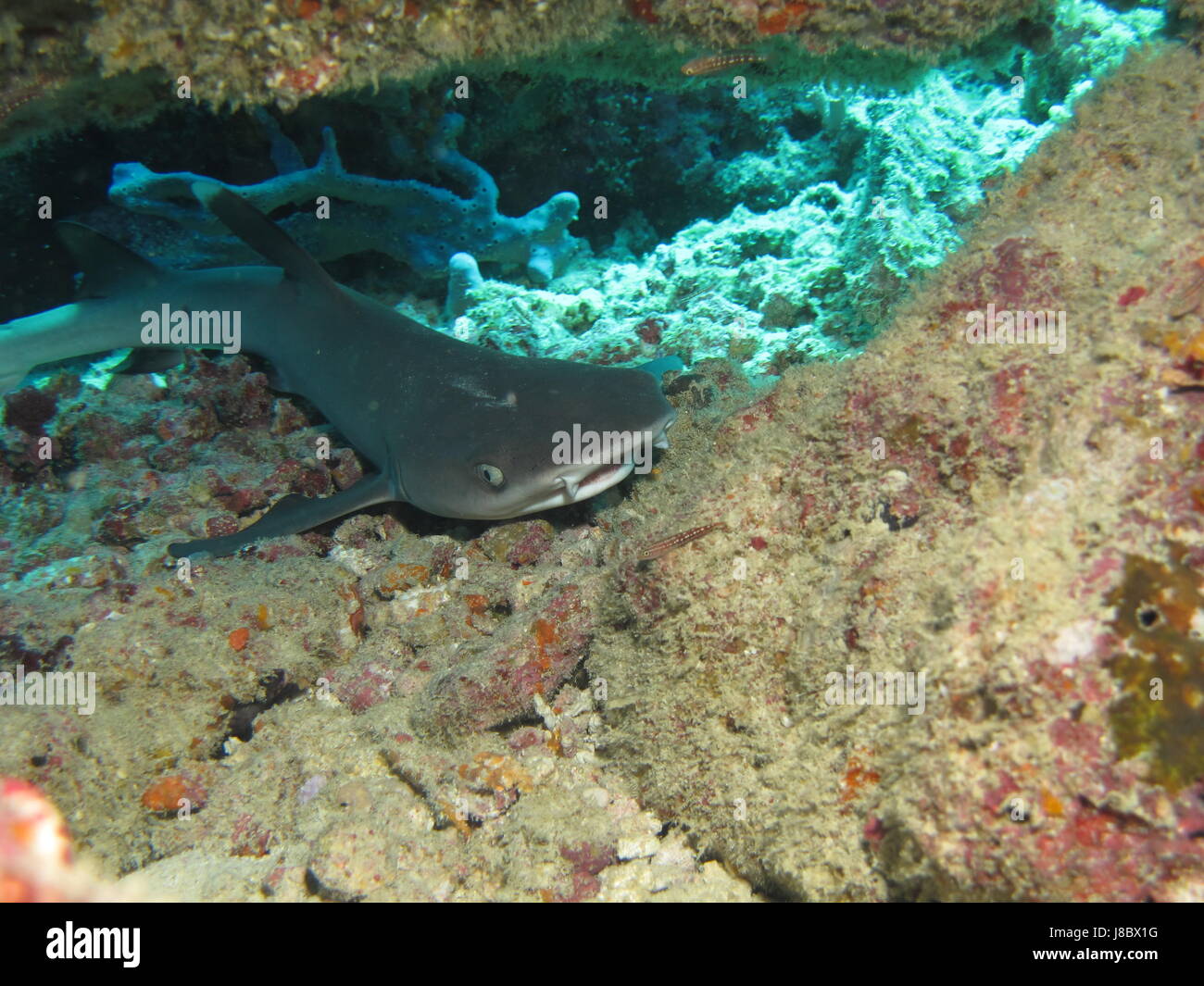 sleeping baby shark Stock Photo Alamy
