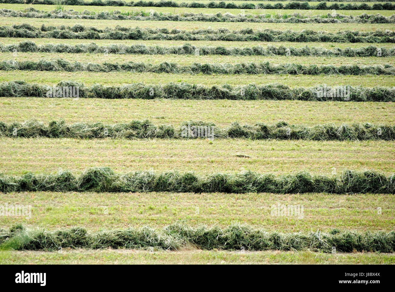 wallpaper, backdrop, background, texture, cow, feed, hay, wallpaper