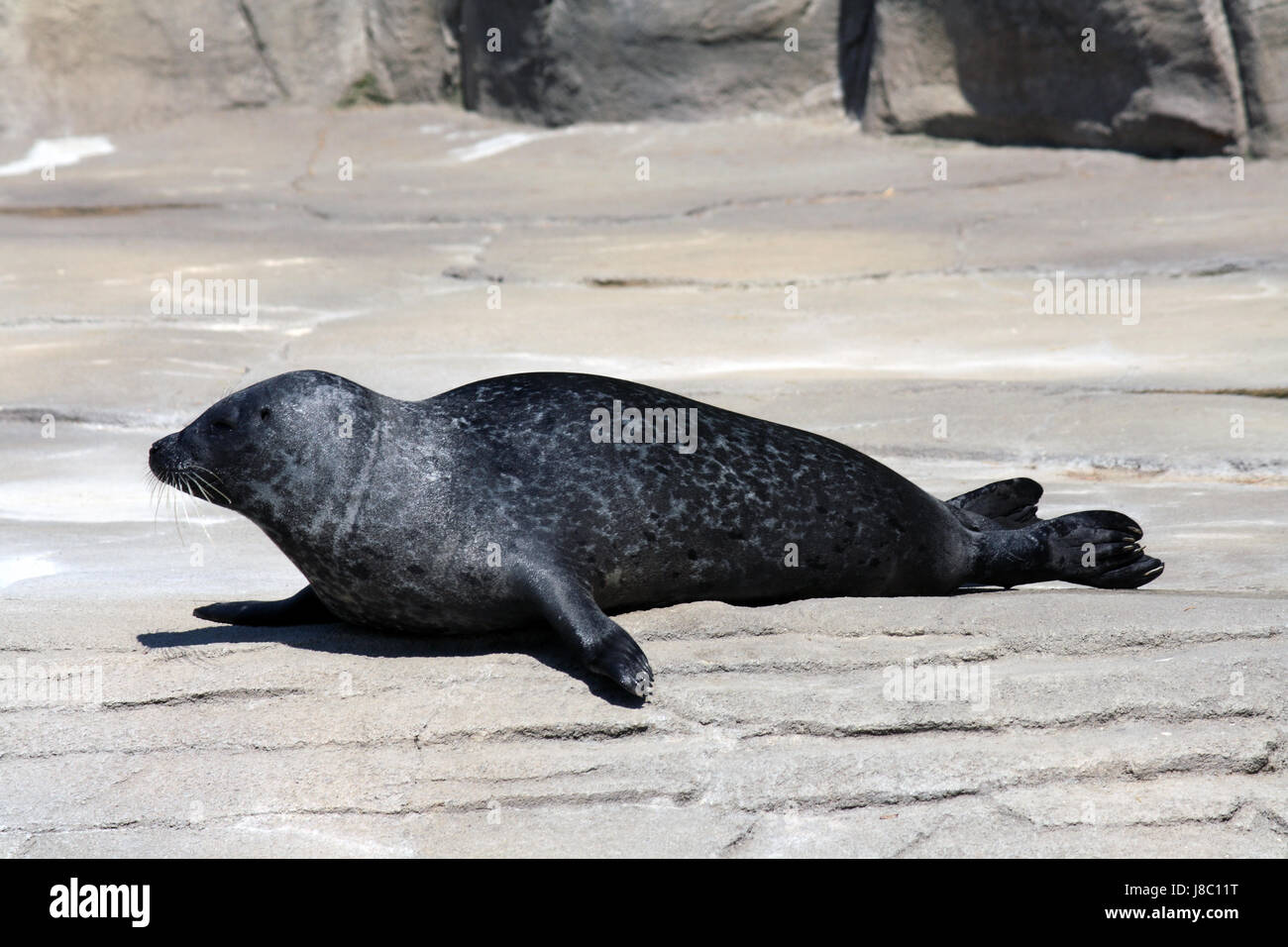 animal, mammal, wild, seal, aquatic, salt water, sea, ocean, water