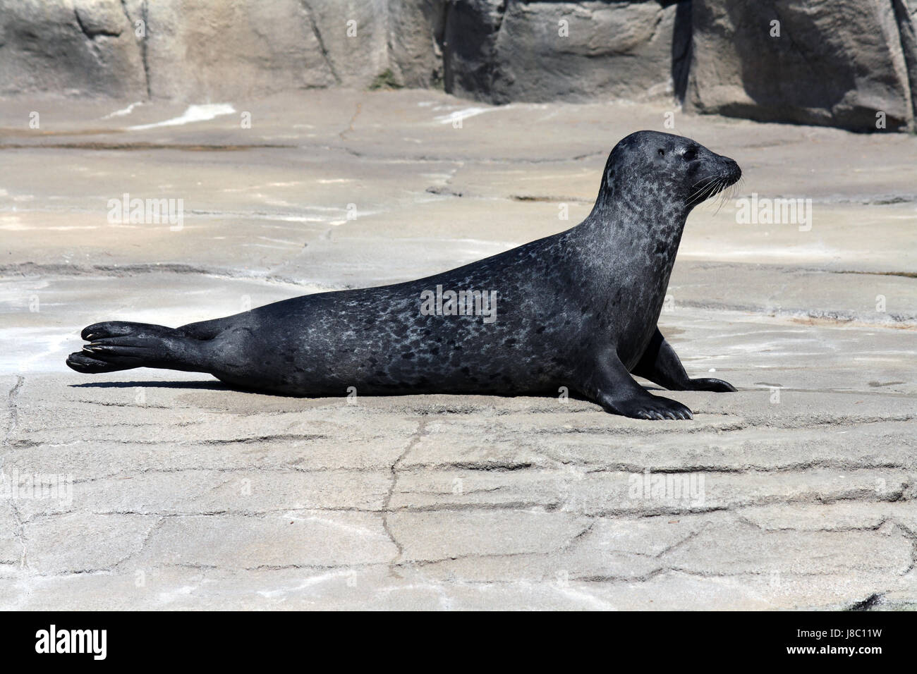 animal, mammal, wild, seal, aquatic, salt water, sea, ocean, water