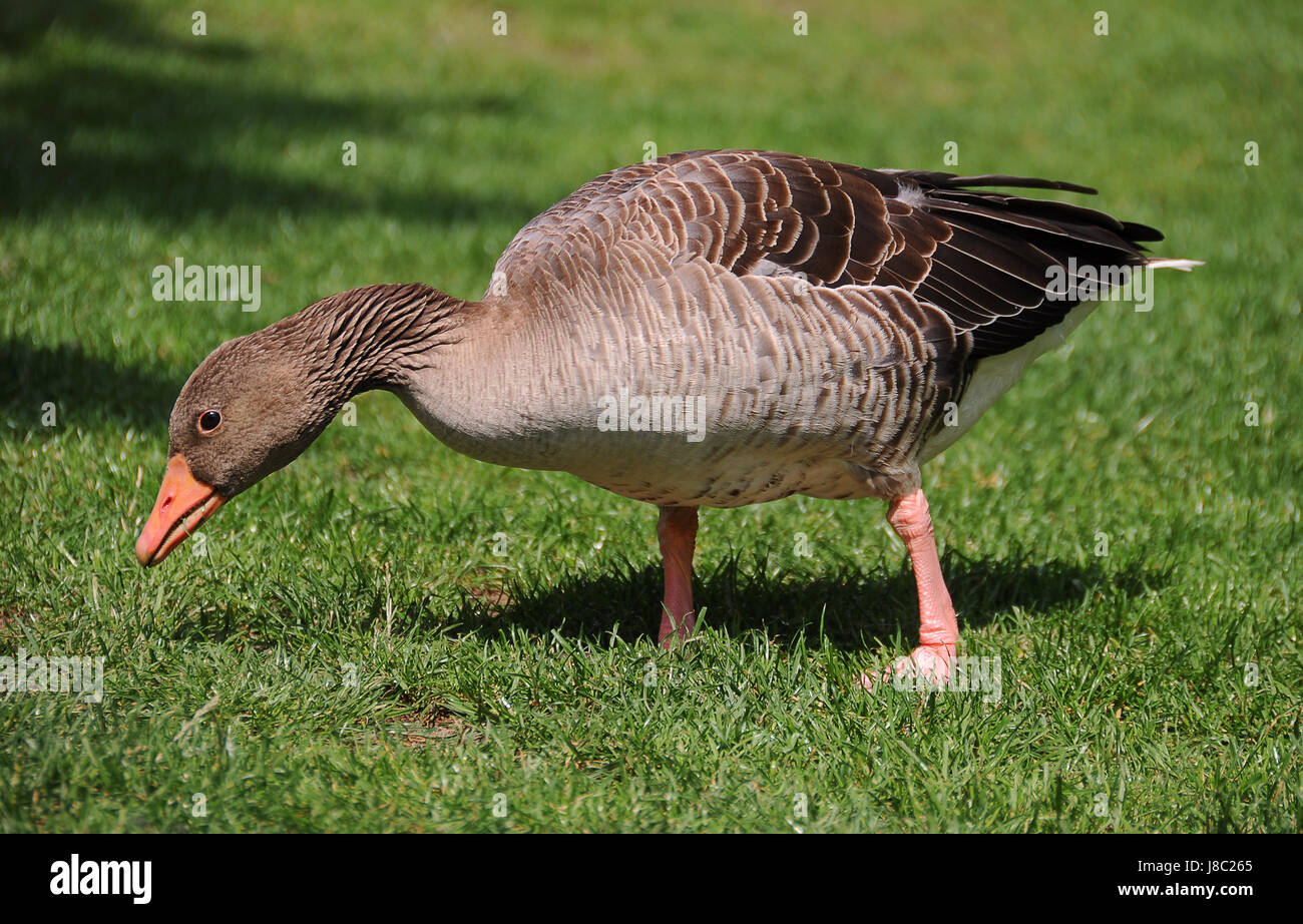 geese, goose, brant, geeser, meadow, legs, bird, birds, feathering, geese, Stock Photo