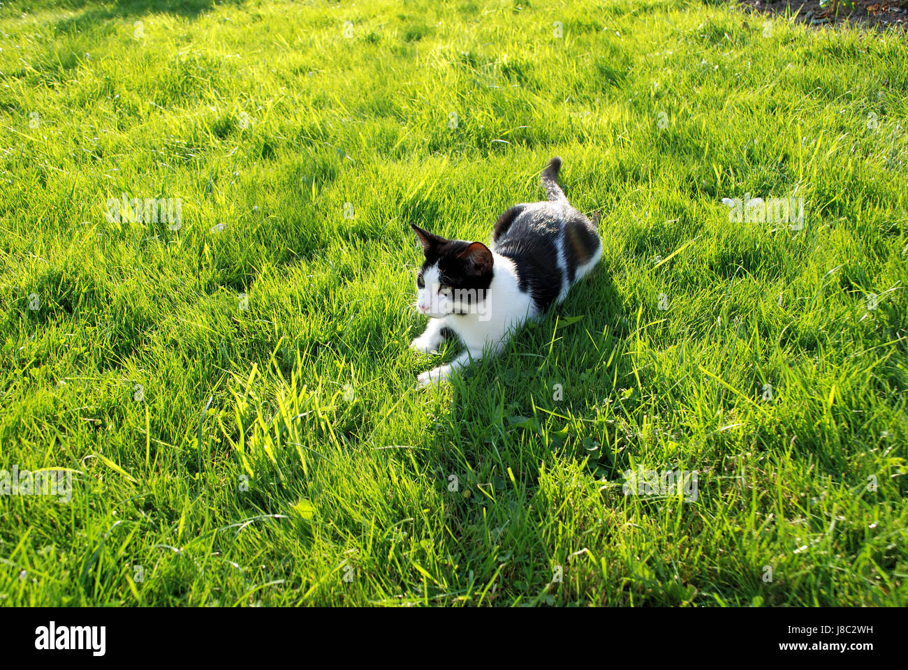 black and white cat in the garden Stock Photo - Alamy