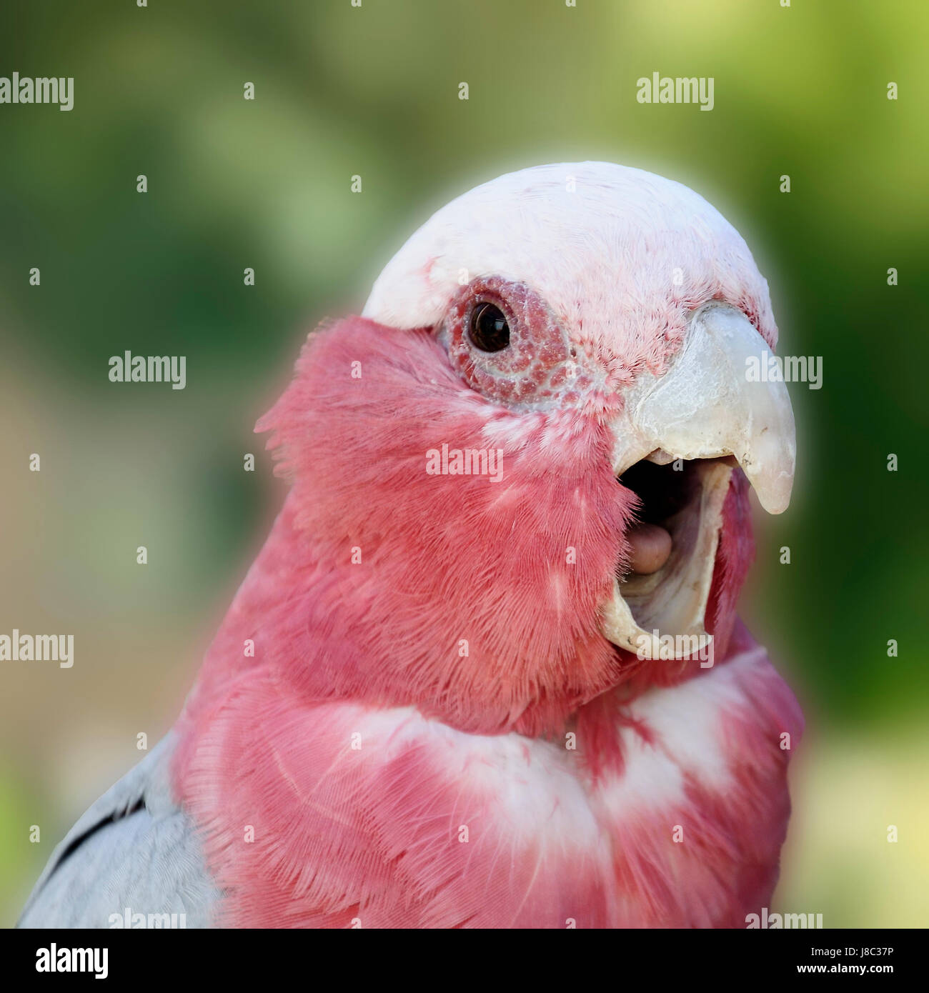 bird, birds, cockatoo, parrot, pink, macro, close-up, macro admission, close up Stock Photo