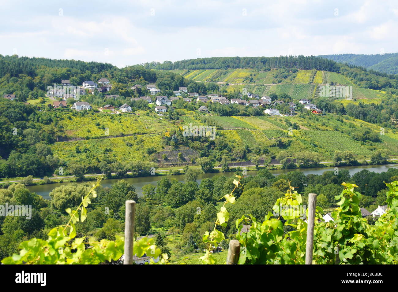 vineyard, mosel, wolf, vineyards, cultivation of wine, vineyard, mosel, wolf, Stock Photo