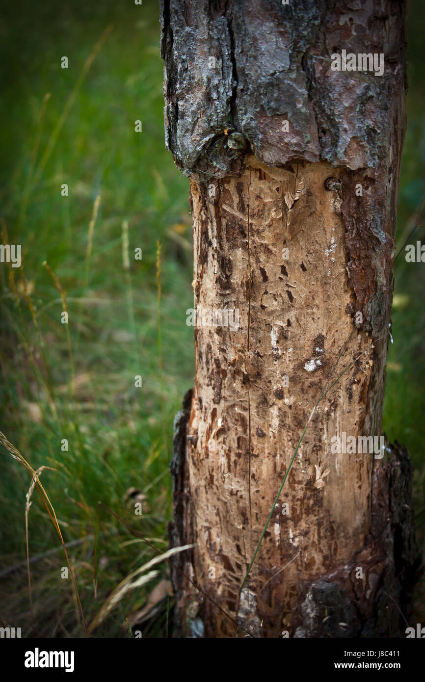 tree, trees, leaves, fell, firewood, burn, environment, enviroment