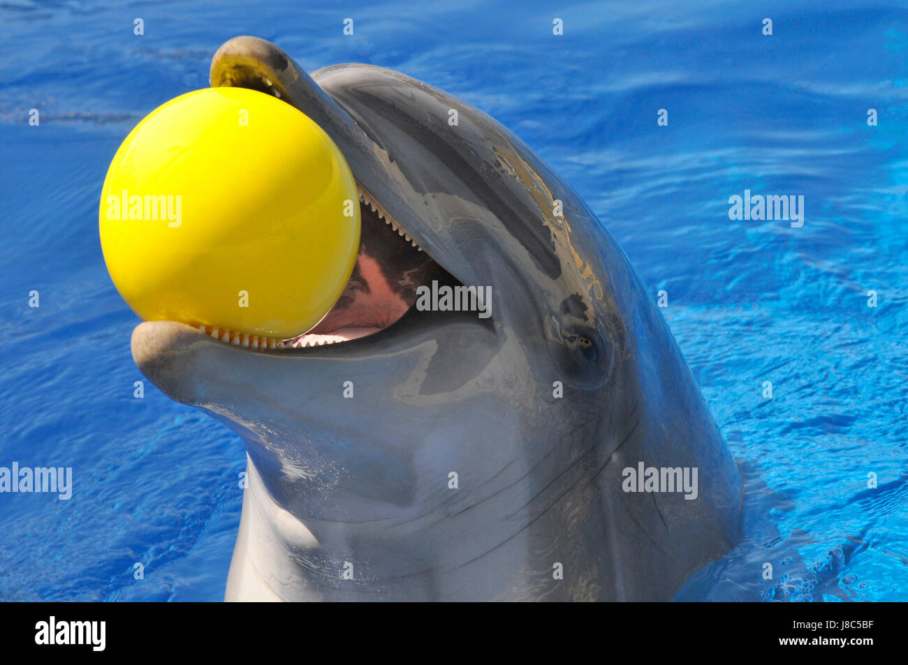 dolphin playing with a ball in the pool. High quality photo Stock Photo -  Alamy