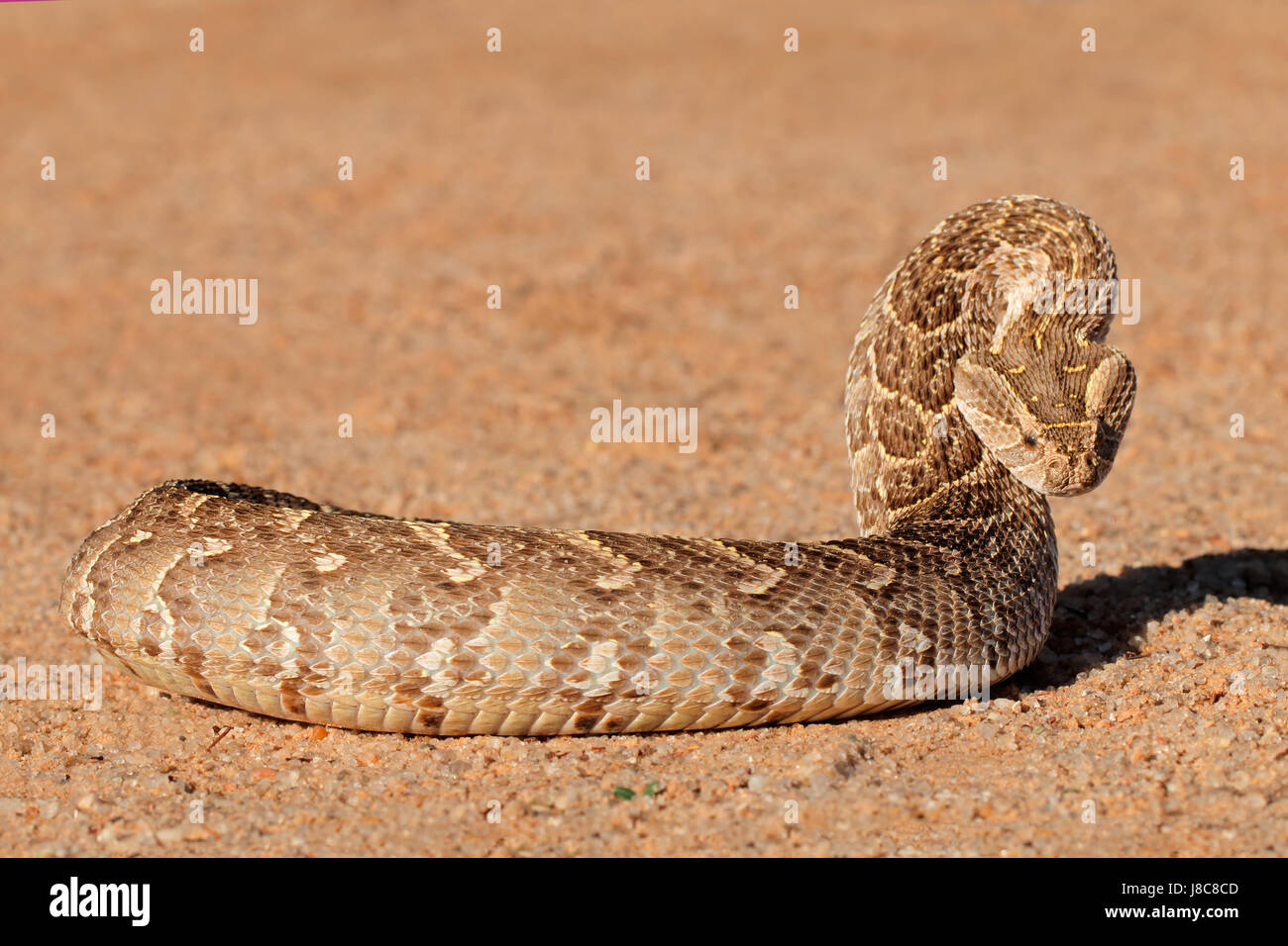 A puff adder (Bitis arietans) in defensive position, southern Africa ...