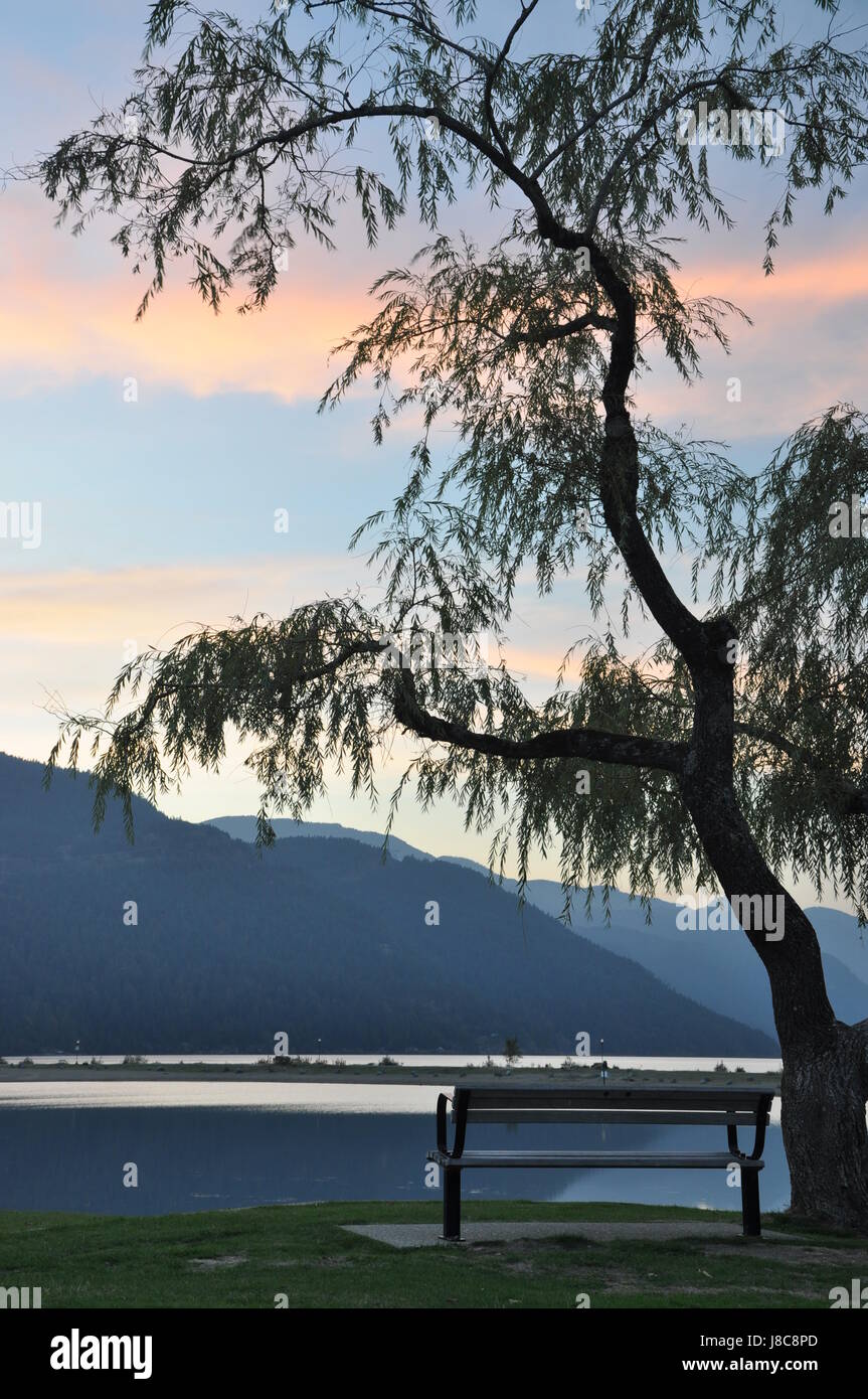 famous, tree, canada, sight, view, outlook, perspective, vista