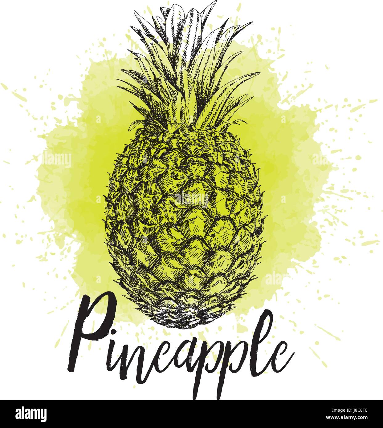 Vector illustration of pineapple Stock Vector Image & Art - Alamy