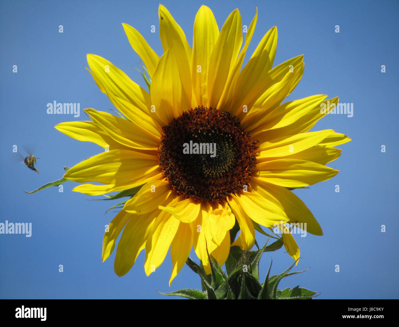 sunflower - helianthus annuus Stock Photo