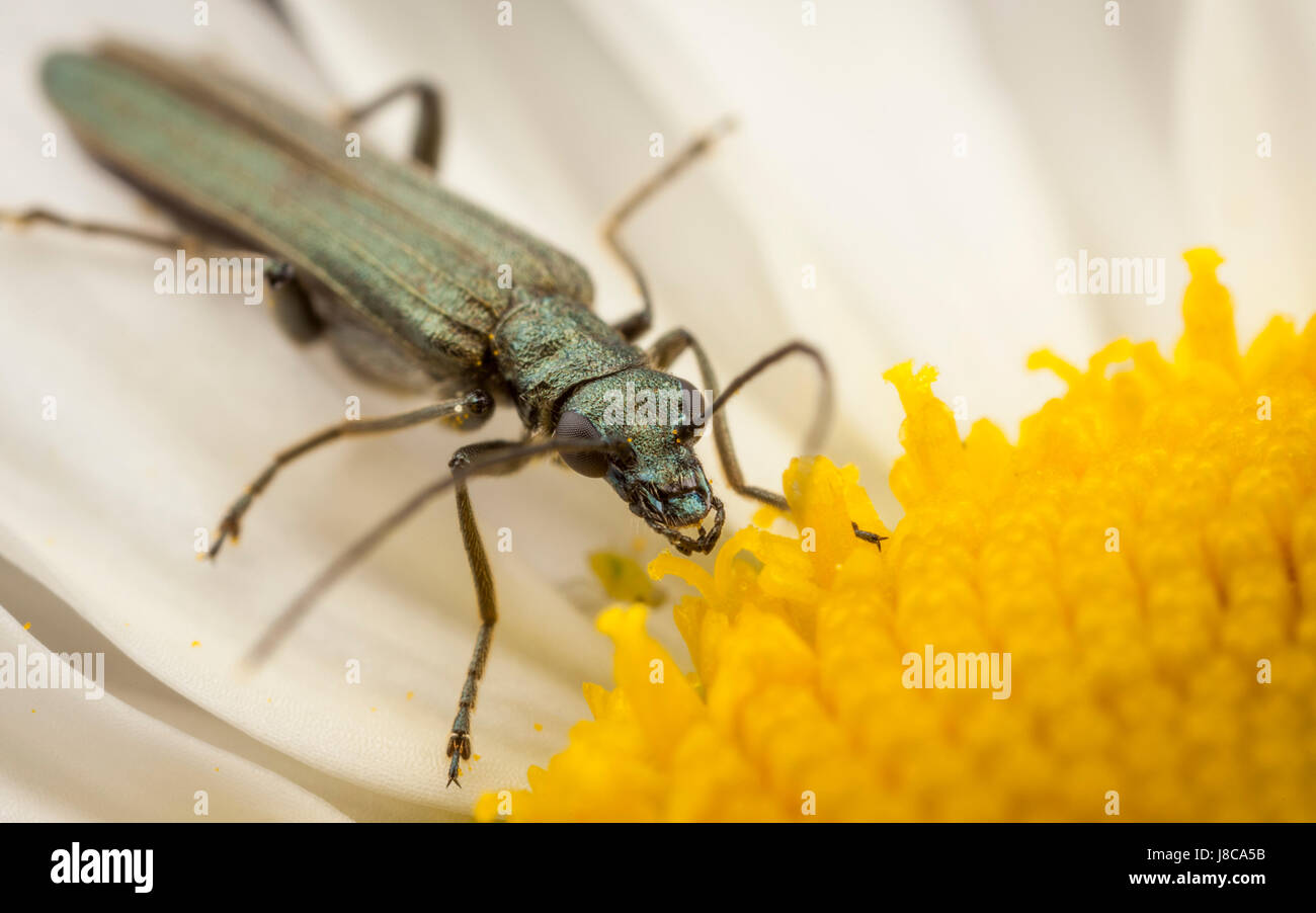 Flower Beetle on an Oxeye Daisy Stock Photo