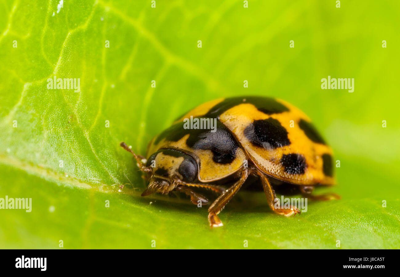 14 Spot Ladybird on a leaf Stock Photo