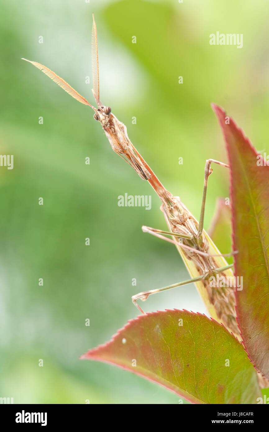 religious, animal, insect, macro, close-up, macro admission, close up ...