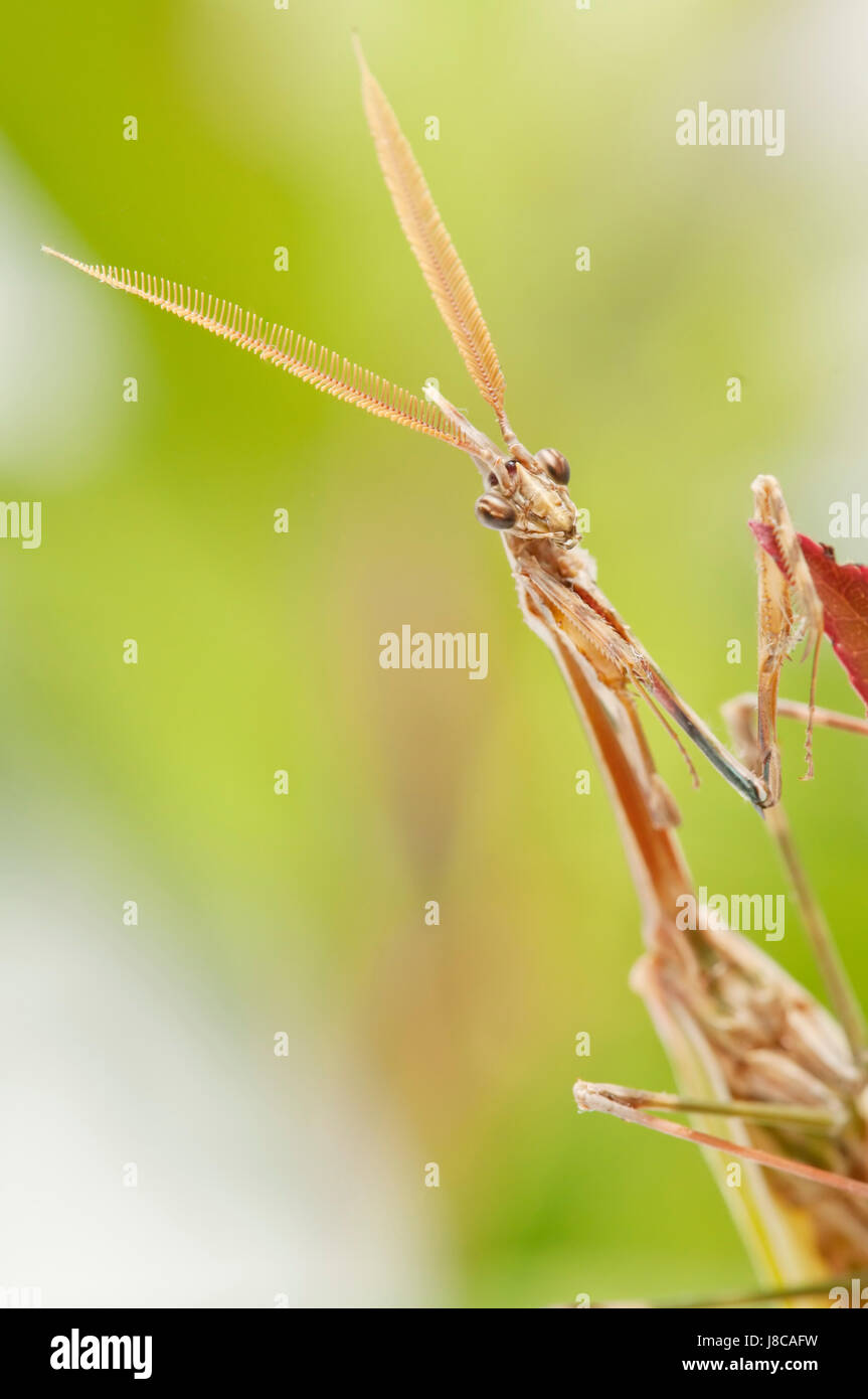 religious, animal, insect, macro, close-up, macro admission, close up ...