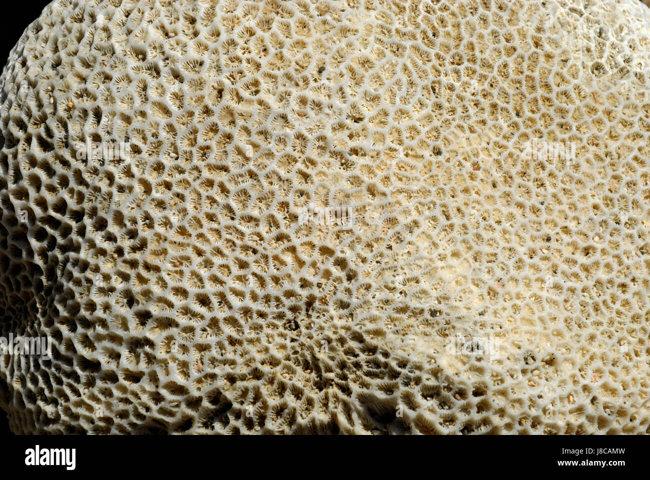 petrified, fossilization, fossil, fossils, corals, macro, close-up, macro Stock Photo