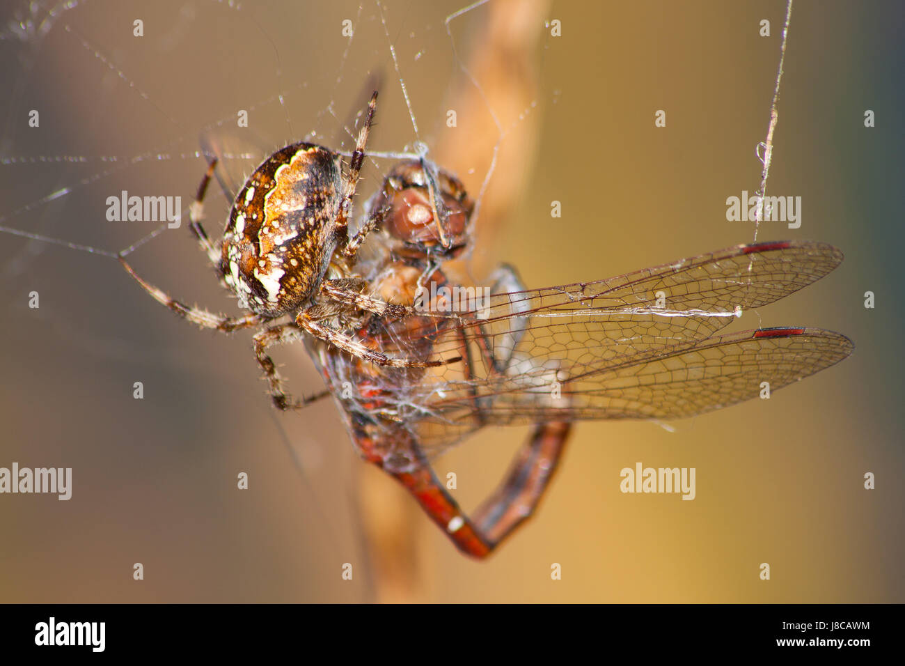 dragonfly, prey, booty, net, cobweb, spiders web, kreuzspinne, araneus, Stock Photo