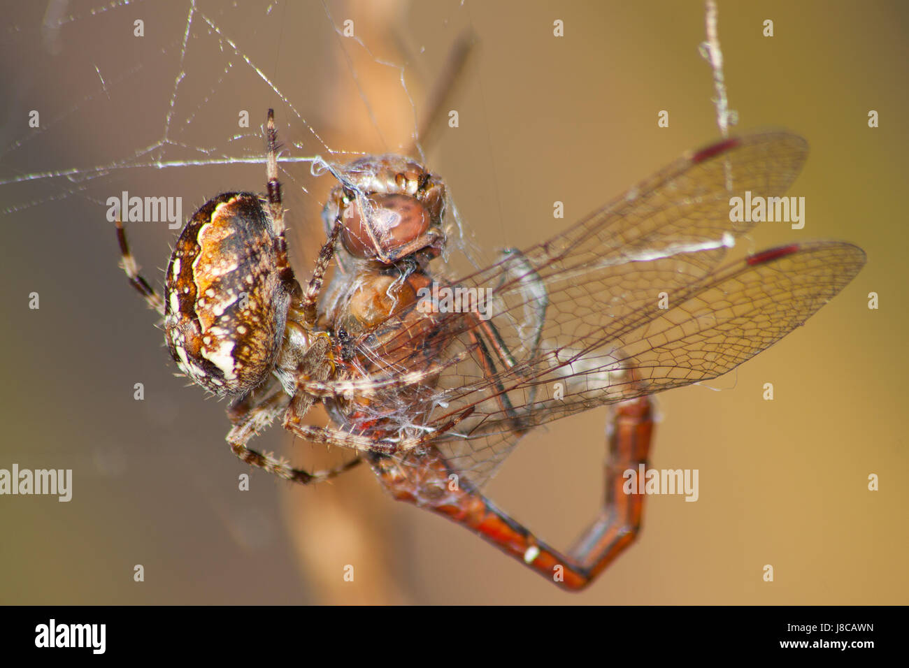 dragonfly, prey, booty, net, cobweb, spiders web, kreuzspinne, araneus, Stock Photo