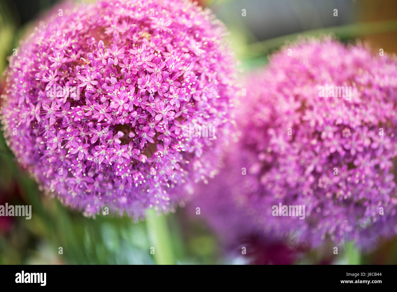 Colorful purple flower of Allium giganteum, or the Asian Gian Onion, cultivated as a food and as an ornamental garden plant Stock Photo