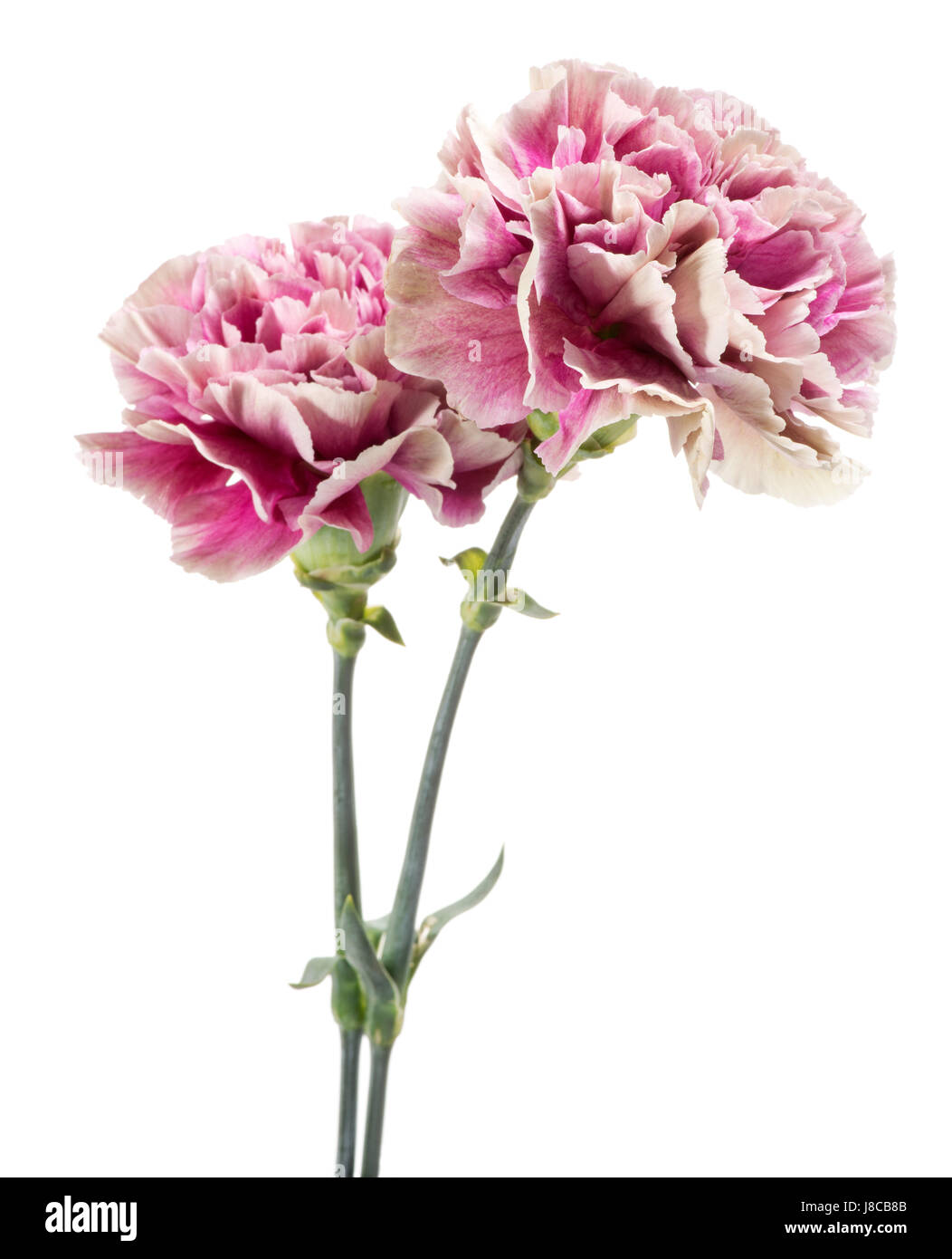 Two pink and white variegated carnations, Dianthus caryophyllus, with their fringed petals and aromatic fragrance isolated on white Stock Photo