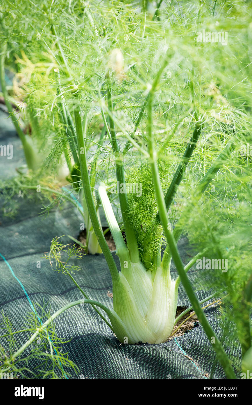 Edible stems hires stock photography and images Alamy