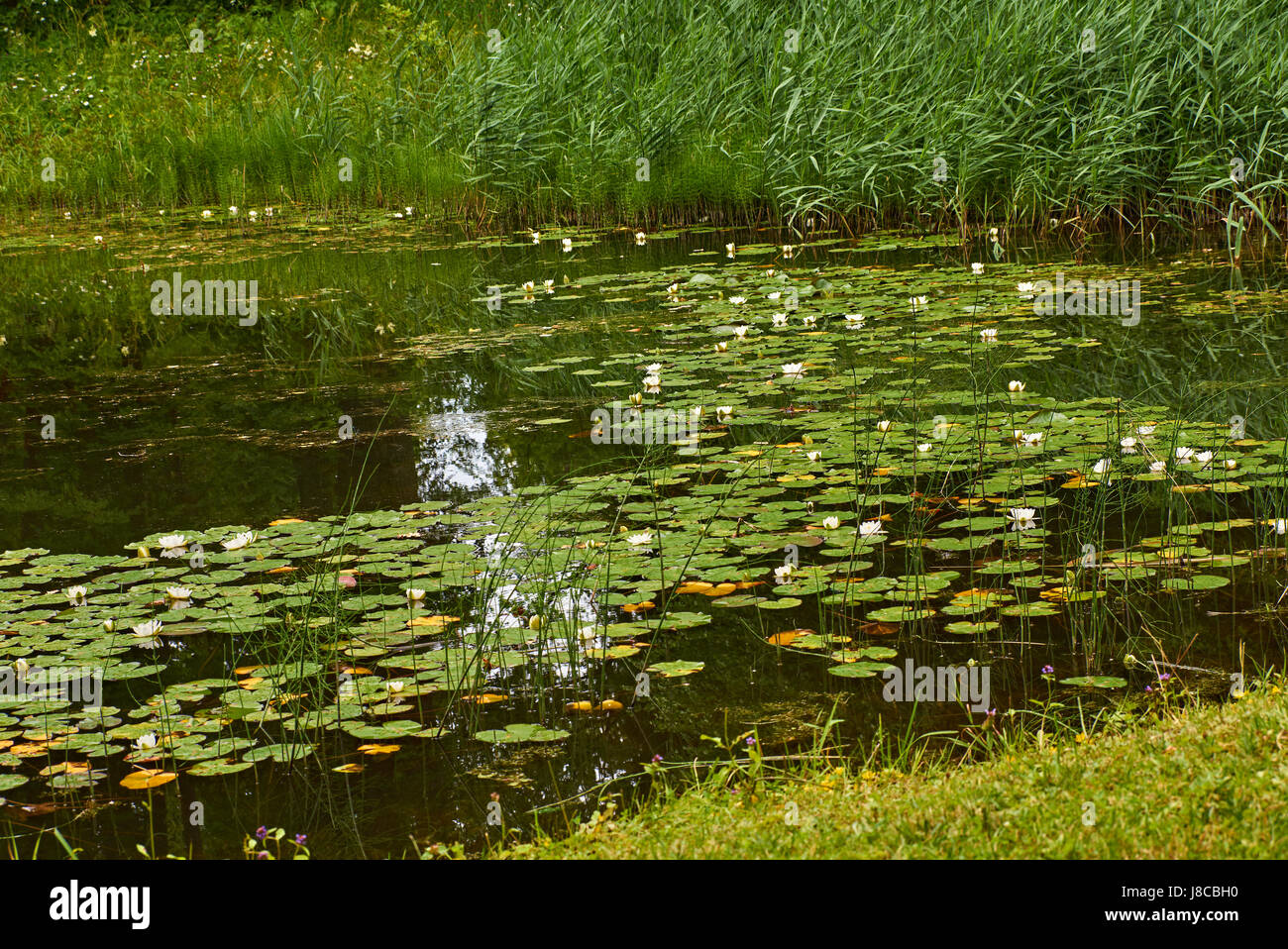 Summer pond. Floating lilies on the surface of the pond. The grass grows on the shore.Летний пруд. На поверхности пруда плавают лилии. Stock Photo
