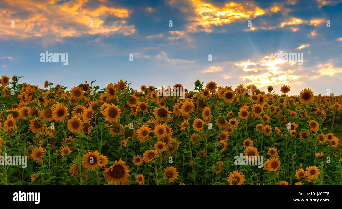 Sunflowers field at sunset Stock Photo
