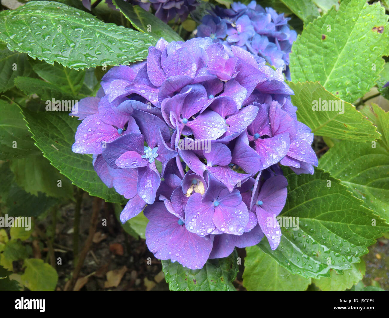 Hydrangea Drop In blue, purple, violet, hydrangea, water drop, waterdrop, water, rain ...