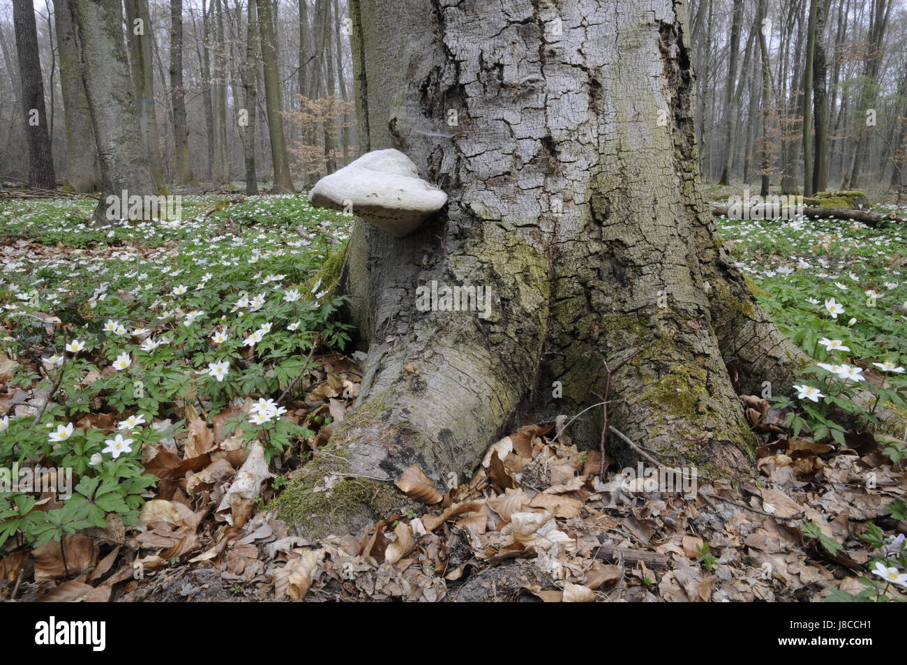 tree, flower, plant, trunk, flowers, mushroom, fungus, forest, spring, anemone, Stock Photo